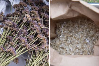 Luego de colectar y limpiar las semillas, una regla general es sembrar en otoño las de aquellas plantas que florecen en primavera, y en primavera las de las que florecen en otoño.