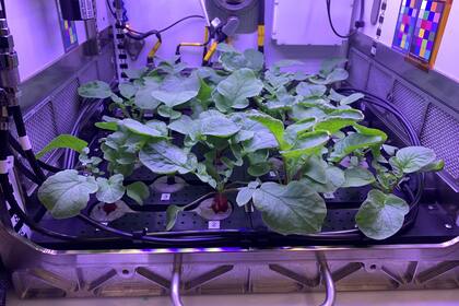 Una réplica de la huerta de rabanitos que los astronautas desarrollarán en la Estación Espacial Internacional para producir alimentos frescos y nutritivos de forma sustentable en el espacio