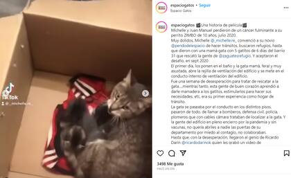 Una rescatista relató la intervención de Ricardo Darín al salvar a una gata
