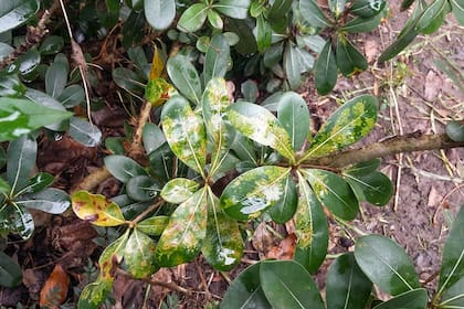 Una revisión atenta permite descartar plagas en plantas o problemas fúngicos