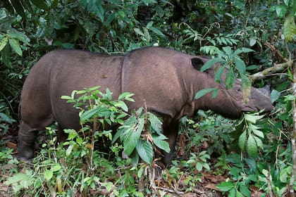 Una rinoceronte de Sumatra de 8 años (Dicerorhinus sumatrensis)