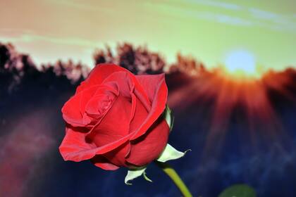 Una rosa cada domingo.