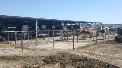 Una sala de ordeñe con robots