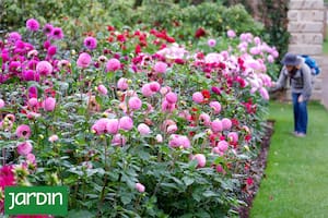 Cuatro flores increíbles que vale la pena cultivar