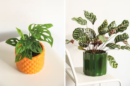 Una selección de plantas de interior —como Monstera adansonii (comunmente llamado philodendro peruviano) se volvió tendencia y Calathea Macoyana, disponibles en Ada, donde conviven botánica y diseño