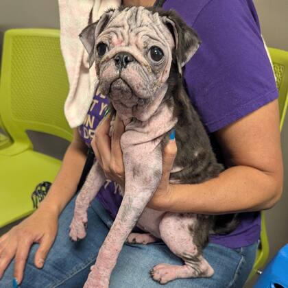 Una semana después del rescate, Talulah comenzó a mejorar notablemente.