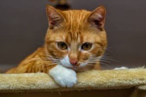 Una señal de alerta es que su gato empiece a temblar y a buscar fuentes de calor dentro de la casa. Foto: Istock