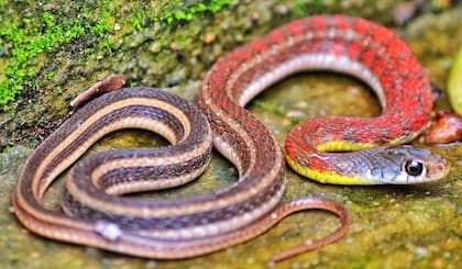 Una serpiente causó terror en un vuelo de United Airlines; la foto es solo ilustrativa