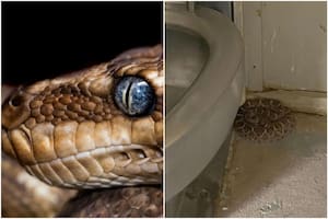 Una serpiente fue encontrada enroscada en un baño de Arizona