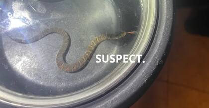 Una serpiente quería esconderse del huracán Idalia, en Florida