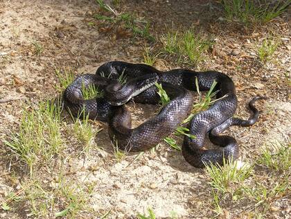 Una serpiente ratonera negra. La postura torcida denota que se siente amenazada (Creative Commons)