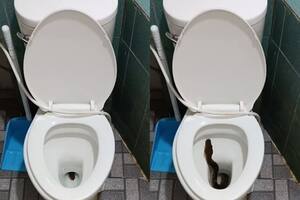 Una serpiente sorprendió a una persona en Tailandia