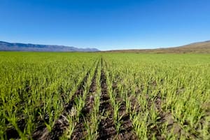 Lograron, con éxito, producir trigo cerca del glaciar Perito Moreno