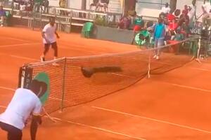 Un pavo real irrumpió en pleno partido de Copa Davis y fue perseguido por los alcanzapelotas y hasta por el umpire