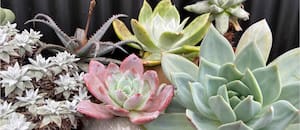 Un gesto que parece amoroso pero puede matarlas