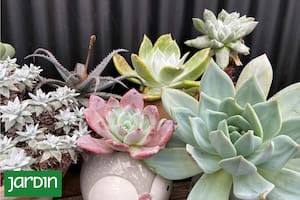 Un gesto que parece amoroso pero puede matarlas