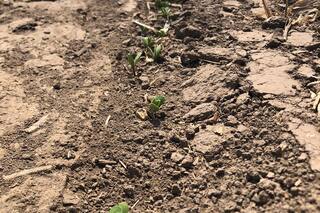 Hay 1,5 millones de hectáreas con soja que están mal por la sequía y se mueren las plantas