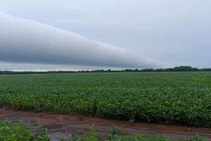 Una soja en Berdier, Salto, tras las lluvias. Gentileza productores