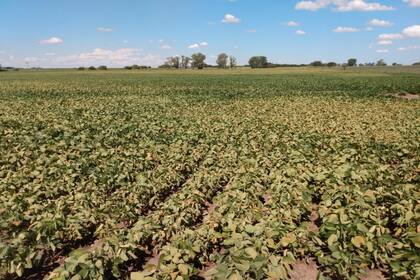 Una soja en la zona de Gualeguay, Entre Ríos