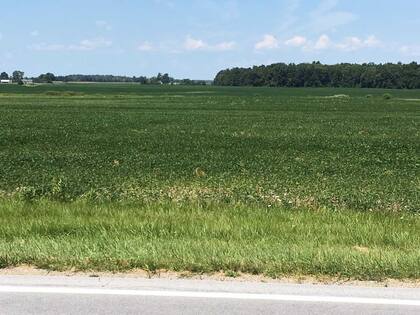 Una soja en mal estado tras la sequía en EE.UU.