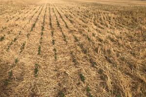 Zona núcleo: prevén una normalización de las lluvias en el primer trimestre del año