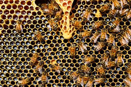 Una sola abeja melífera del género Apis visita en promedio siete mil flores al día (Foto Pexels)