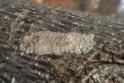 Una sola hembra puede poner entre 30 y 50 huevos por masa