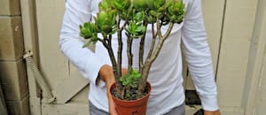 Dónde colocar la planta de jade para que “viva por siempre”