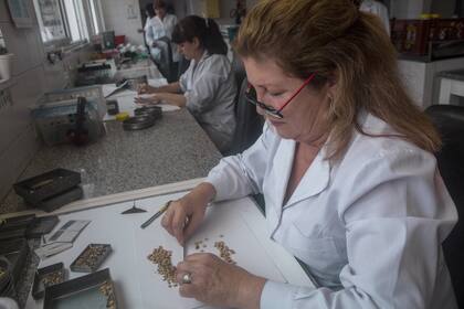 Una técnica analiza una muestra de soja dañada en el laboratorio de la Cámara Arbitral de la Bolsa de Buenos Aires