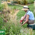 El secreto para llenar el jardín de plantas nativas sin comprar más