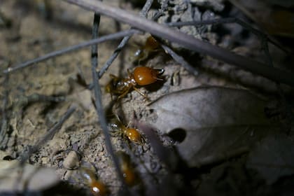 Una termita soldado con grandes pinzas monta guardia mientras que las termitas más pequeñas recolectan hojas muertas y las cortan en pedazos cerca de Lencois, Brasil