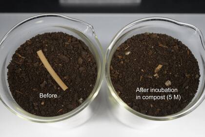 Una tira de TPU con bacterias incorporadas en compost; se puede apreciar la descomposición tras cinco meses de estar en contacto con la tierra y la humedad