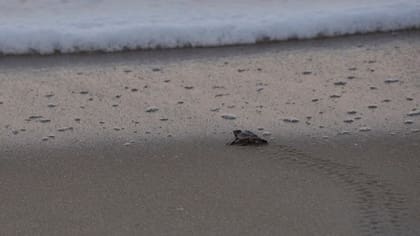 Una tortuga bebé se arrastra hacia el océano