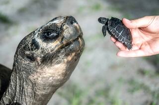 Tortuga de Galápagos celebra 135 años y su primer Día del Padre en el Zoo de Miami