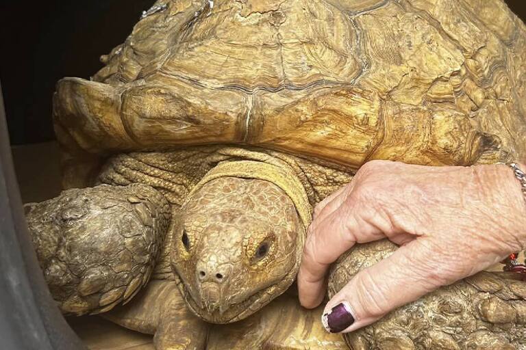 Su tortuga se escapó en 2020 de su patio en Florida, pero les dio una sorpresa tres años después