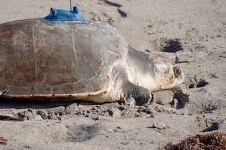 Una tortuga lora con tres aletas es rastreada por satélite en el mar