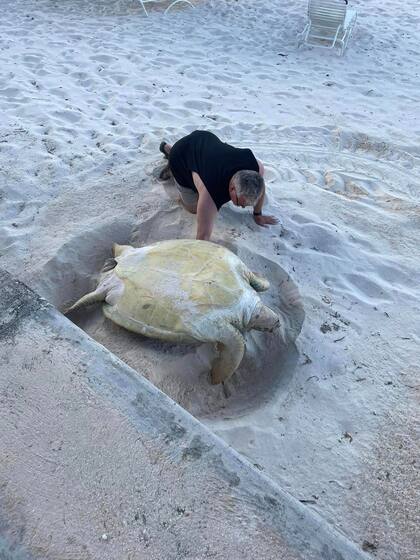 Una tortuga marina estuvo en problemas durante toda la noche