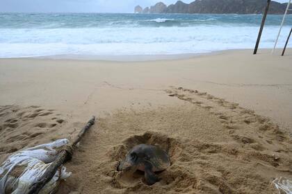 Una tortuga marina hace un nido para desovar en la playa Médano en Cabo San Lucas, estado de Baja California, México, mientras la lluvia y las ráfagas de viento del huracán Hilary llegan al área