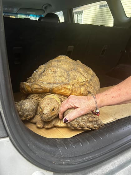 Una tortuga que se extravió hace tres años fue localizada aproximadamente a ocho kilómetros de donde su dueño la perdió