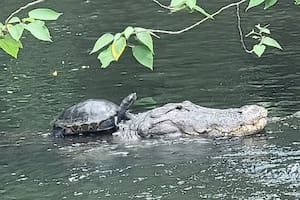 Una tortuga subió al lomo de un caimán de tres metros en Tampa