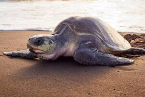 Las tortugas marinas solo son fieles a su playa y eso condiciona a las crías