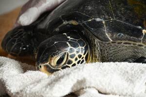 Una tortuga fue devuelta al mar tras encontrar nylon y celofán en su organismo
