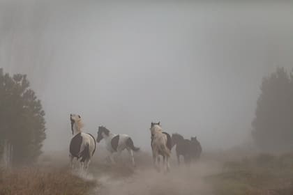 Una tropilla de caballos en el lago Meliquina.