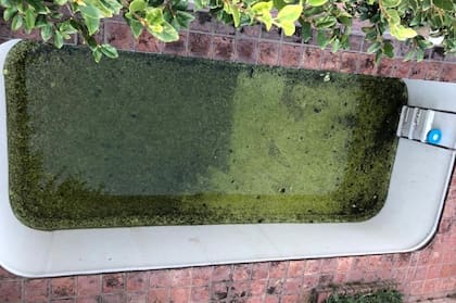 Una usuaria de la red social publicó la foto de una pileta con agua sucia luego de que una vecina se contagiara de dengue