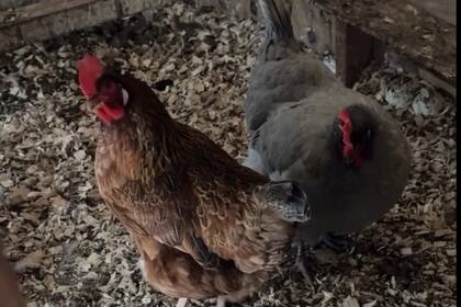 Una usuaria de New York relató los cuidados extremos que tiene con sus aves en la temporada fría. (Facebook Tuty Vega)