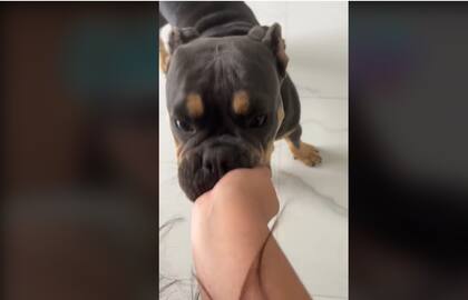 Una usuaria de TikTok cuenta cómo es su rutina como dogsitter
