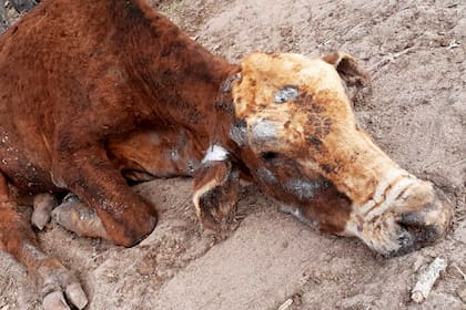 Una vaca con graves quemaduras