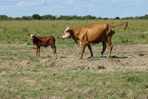 El error de manejo con las vacas que se paga muy caro