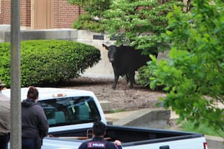 Una vaca escapó en la Universidad de Illinois, cruzó por un cementerio y sembró el caos