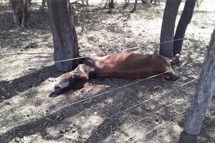 Una vaca muerta en el campo del productor